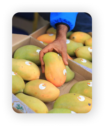 Mangoes